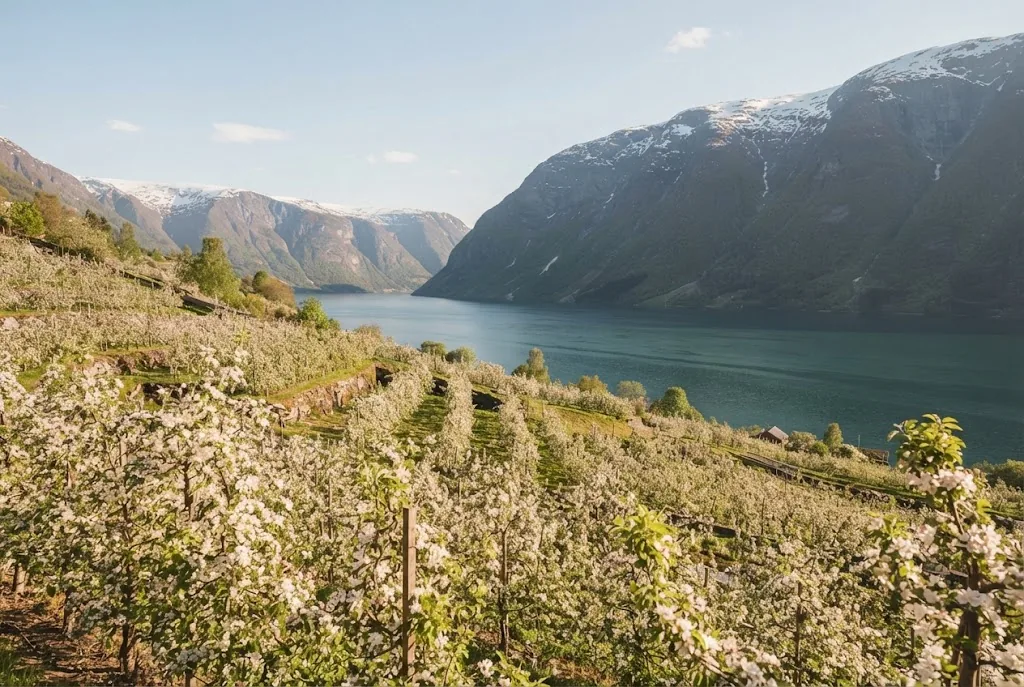 Artist's impression of the orchards in white and pink blossom above the fjord in May