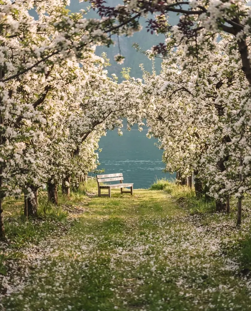 Artist's impression of a path between apple trees in blossom, with a wooden bench