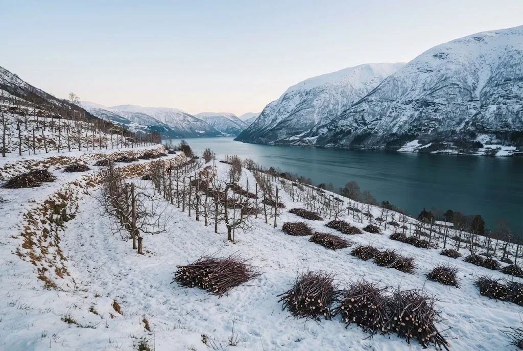 Artist's impression of bare apple trees in snow being pruned, with the fjord below